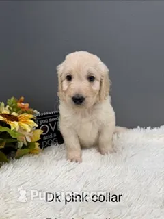 Poppi – Goldendoodle puppy for sale in Sioux Falls, SD