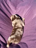 UKC ASCA Blossom GA, a female Australian Shepherd for sale in Cordele, GA – Photo 6 of 6