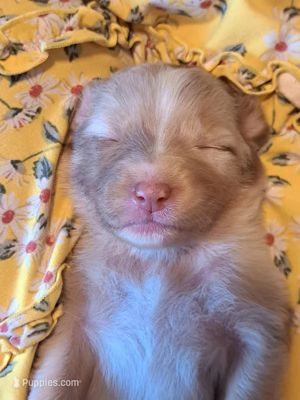 UKC ASCA Blossom GA – Australian Shepherd puppy on hold in Cordele, GA