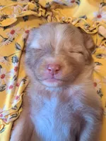 UKC ASCA Blossom GA, a female Australian Shepherd for sale in Cordele, GA – Photo 1 of 6