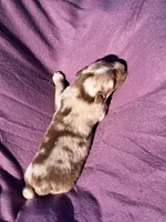 UKC ASCA Blossom GA, a female Australian Shepherd for sale in Cordele, GA – Photo 3 of 6