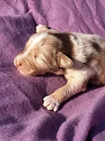 UKC ASCA Blossom GA, a female Australian Shepherd for sale in Cordele, GA – Photo 2 of 6