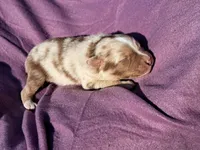 UKC ASCA Blossom GA, a female Australian Shepherd for sale in Cordele, GA – Photo 5 of 6
