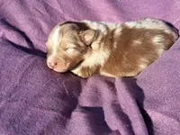 UKC ASCA Blossom GA, a female Australian Shepherd for sale in Cordele, GA – Photo 4 of 6