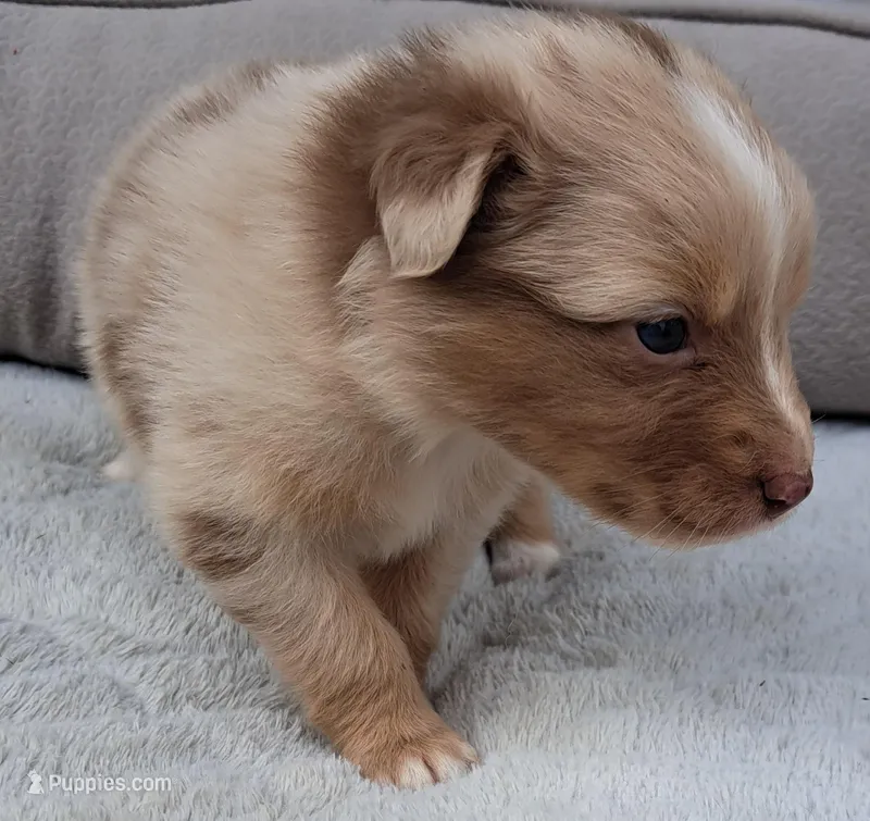 UKC ASCA Blossom GA – Australian Shepherd puppy on hold in Cordele, GA