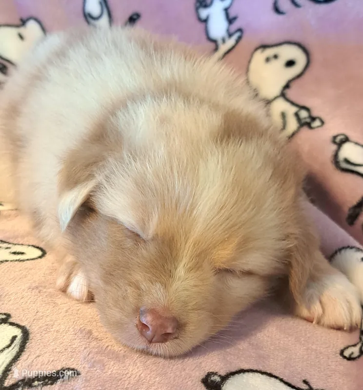 UKC ASCA Blossom GA – Australian Shepherd puppy on hold in Cordele, GA