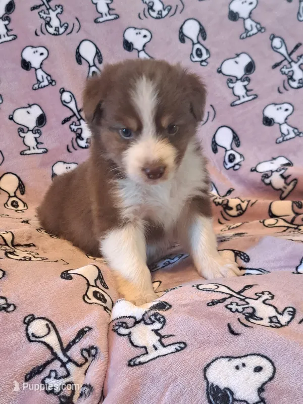 UKC ASCA Trusty – Australian Shepherd puppy for sale in Cordele, GA