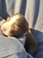 UKC ASCA Trusty, a male Australian Shepherd for sale in Cordele, GA – Photo 3 of 7