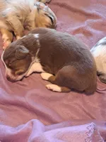 UKC ASCA Trusty, a male Australian Shepherd for sale in Cordele, GA – Photo 2 of 7