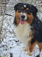 UKC ASCA Trusty, a male Australian Shepherd for sale in Cordele, GA – Photo 7 of 7