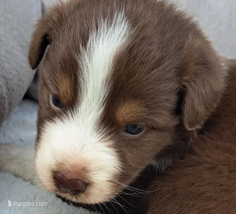 UKC ASCA Trusty – Australian Shepherd puppy for sale in Cordele, GA