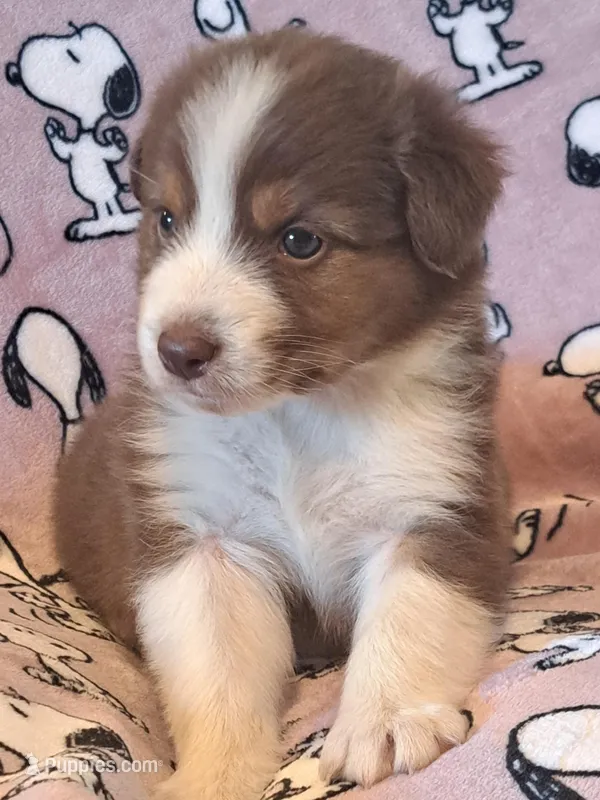 UKC ASCA Trusty – Australian Shepherd puppy on hold in Cordele, GA