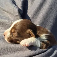 UKC ASCA Trusty, a male Australian Shepherd for sale in Cordele, GA – Photo 5 of 7