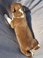 UKC ASCA Trusty, a male Australian Shepherd for sale in Cordele, GA – Photo 4 of 7