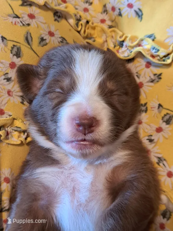 UKC ASCA Trusty – Australian Shepherd puppy for sale in Cordele, GA