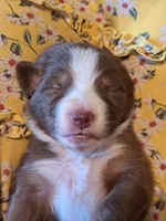 UKC ASCA Trusty, a male Australian Shepherd for sale in Cordele, GA – Photo 1 of 7
