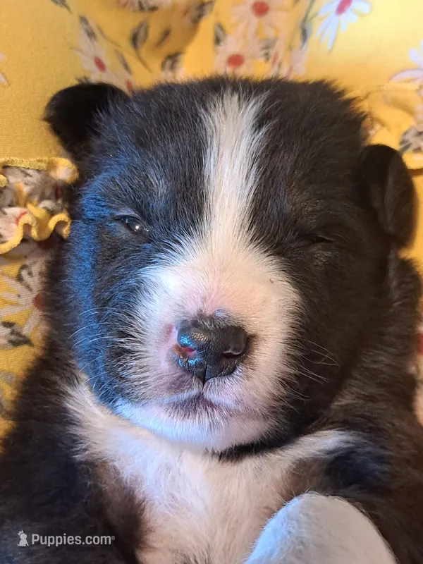 UKC ASCA Ferdinand GA – Australian Shepherd puppy for sale in Cordele, GA