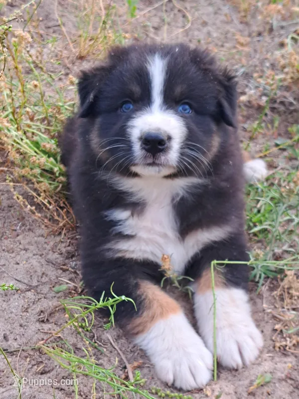 UKC ASCA Ferdinand GA – Australian Shepherd puppy for sale in Cordele, GA
