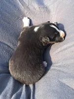 UKC ASCA Ferdinand GA, a male Australian Shepherd for sale in Cordele, GA – Photo 4 of 9