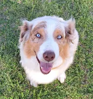 UKC ASCA Ferdinand GA, a male Australian Shepherd for sale in Cordele, GA – Photo 8 of 9