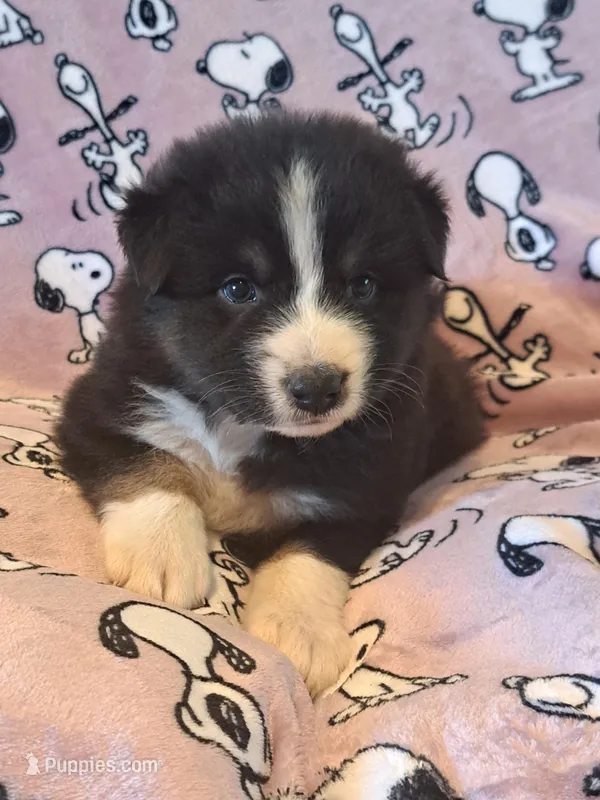 UKC ASCA Ferdinand GA – Australian Shepherd puppy for sale in Cordele, GA