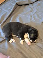 UKC ASCA Ferdinand GA, a male Australian Shepherd for sale in Cordele, GA – Photo 2 of 9