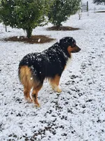 UKC ASCA Ferdinand GA, a male Australian Shepherd for sale in Cordele, GA – Photo 7 of 9