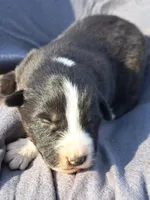 UKC ASCA Ferdinand GA, a male Australian Shepherd for sale in Cordele, GA – Photo 3 of 9