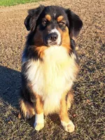 UKC ASCA Ferdinand GA, a male Australian Shepherd for sale in Cordele, GA – Photo 6 of 9