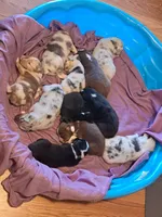 UKC ASCA Ferdinand GA, a male Australian Shepherd for sale in Cordele, GA – Photo 5 of 9