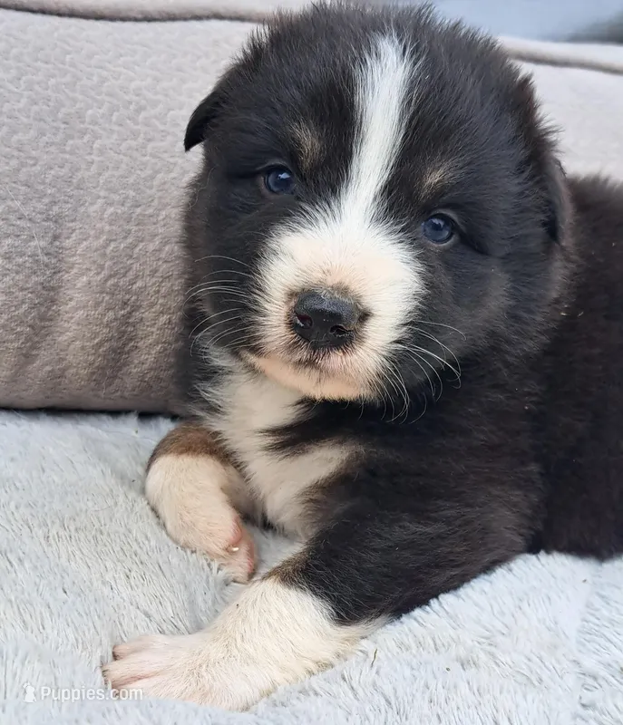 UKC ASCA Ferdinand GA – Australian Shepherd puppy for sale in Cordele, GA