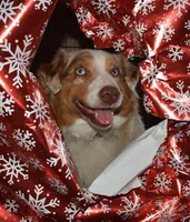 UKC ASCA Jock GA, a male Australian Shepherd for sale in Cordele, GA – Photo 7 of 9