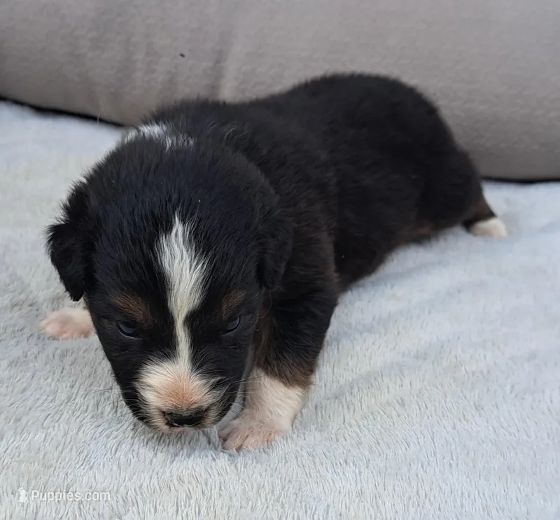 UKC ASCA Jock GA – Australian Shepherd puppy for sale in Cordele, GA