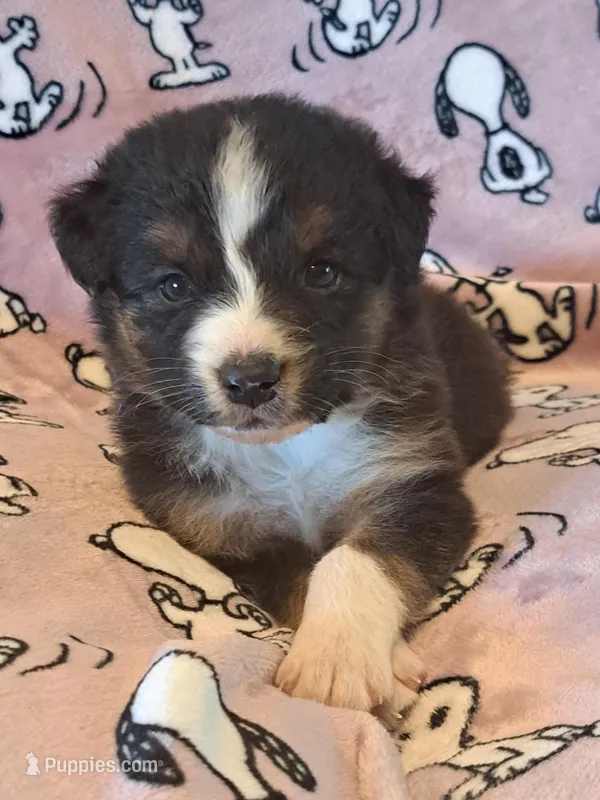 UKC ASCA Jock GA – Australian Shepherd puppy for sale in Cordele, GA