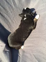 UKC ASCA Jock GA, a male Australian Shepherd for sale in Cordele, GA – Photo 3 of 9