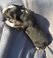 UKC ASCA Jock GA, a male Australian Shepherd for sale in Cordele, GA – Photo 4 of 9