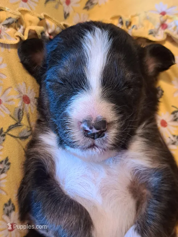 UKC ASCA Jock GA – Australian Shepherd puppy for sale in Cordele, GA