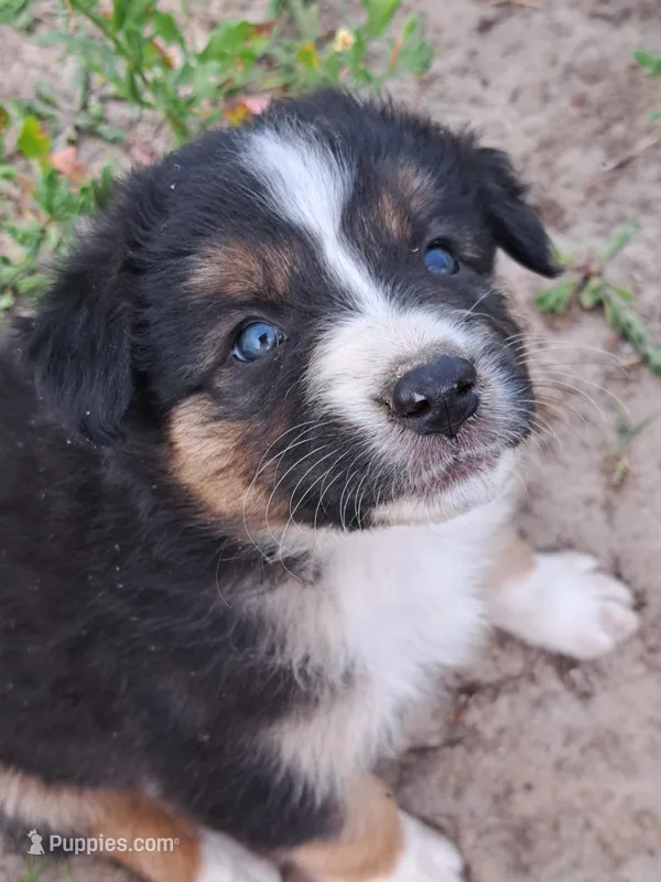 UKC ASCA Jock GA – Australian Shepherd puppy for sale in Cordele, GA