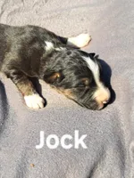 UKC ASCA Jock GA, a male Australian Shepherd for sale in Cordele, GA – Photo 2 of 9