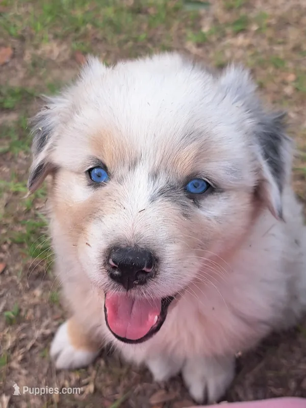 UKC ASCA Bluebell GA – Australian Shepherd puppy for sale in Cordele, GA