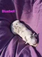 UKC ASCA Bluebell GA, a female Australian Shepherd for sale in Cordele, GA – Photo 4 of 9