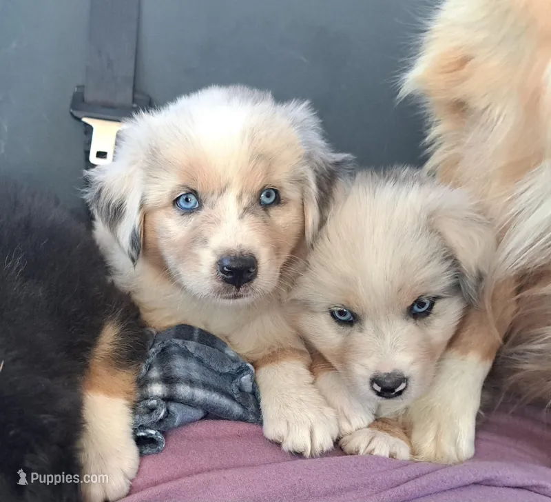 UKC ASCA Bluebell GA – Australian Shepherd puppy for sale in Cordele, GA