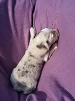 UKC ASCA Bluebell GA, a female Australian Shepherd for sale in Cordele, GA – Photo 5 of 9