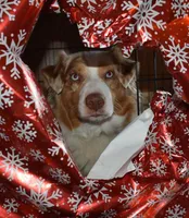 UKC ASCA Bluebell GA, a female Australian Shepherd for sale in Cordele, GA – Photo 9 of 9