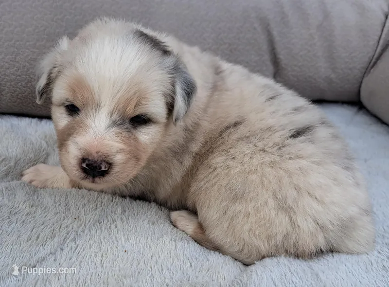 UKC ASCA Bluebell GA – Australian Shepherd puppy for sale in Cordele, GA