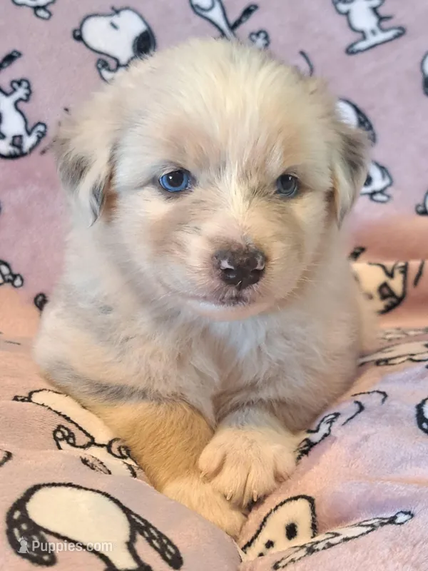 UKC ASCA Bluebell GA – Australian Shepherd puppy for sale in Cordele, GA