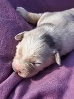 UKC ASCA Bluebell GA, a female Australian Shepherd for sale in Cordele, GA – Photo 2 of 9