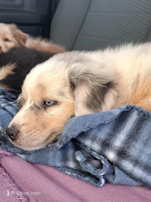UKC ASCA Bluebell GA – Australian Shepherd puppy for sale in Cordele, GA