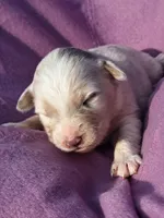 UKC ASCA Bluebell GA, a female Australian Shepherd for sale in Cordele, GA – Photo 3 of 9