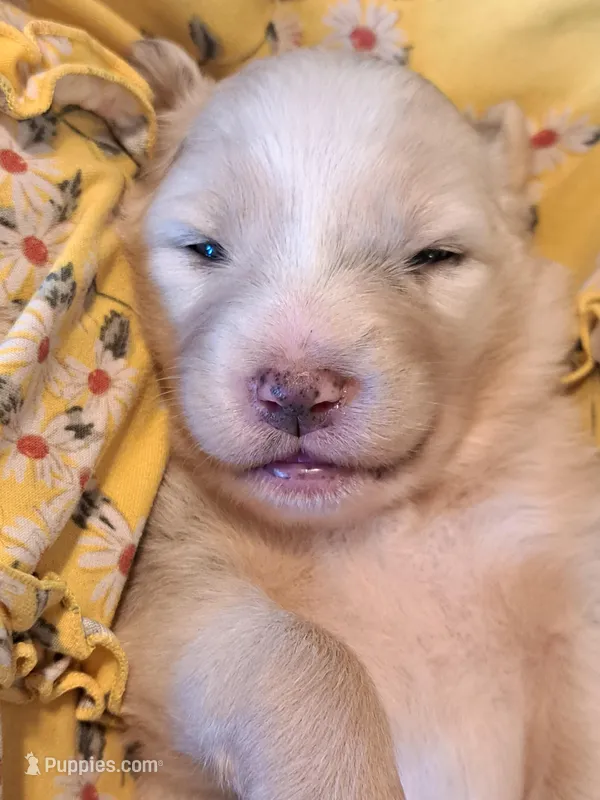 UKC ASCA Bluebell GA – Australian Shepherd puppy for sale in Cordele, GA